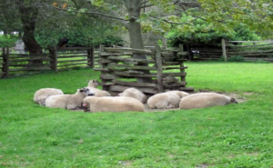 Centreville Amusement Park - Far Enough Farm