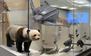 Royal Ontario Museum - Endangered Specimens at Life in Crisis Gallery