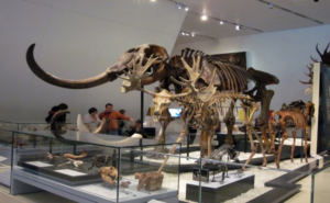 Royal Ontario Museum - Reed Gallery of the Age of Mammals