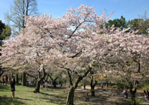 Toronto Weather - Cherry Blossom in Spring, Toronto