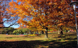 Toronto Weather - Fall Colours in High Park, Toronto