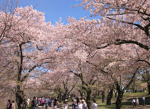 Toronto Weather in May - Cherry Blossom in High Park
