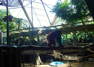Toronto Zoo - Orangutan