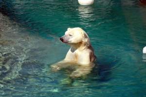 Toronto Zoo - Polar Bear