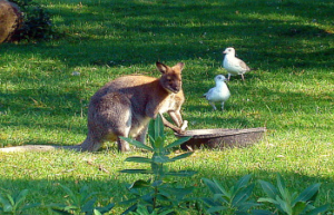 Toronto Zoo - Kangaroo