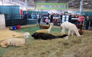 Canadian National Exhibition - Farm Animals