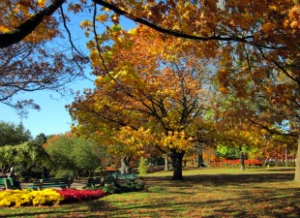 High Park in Fall