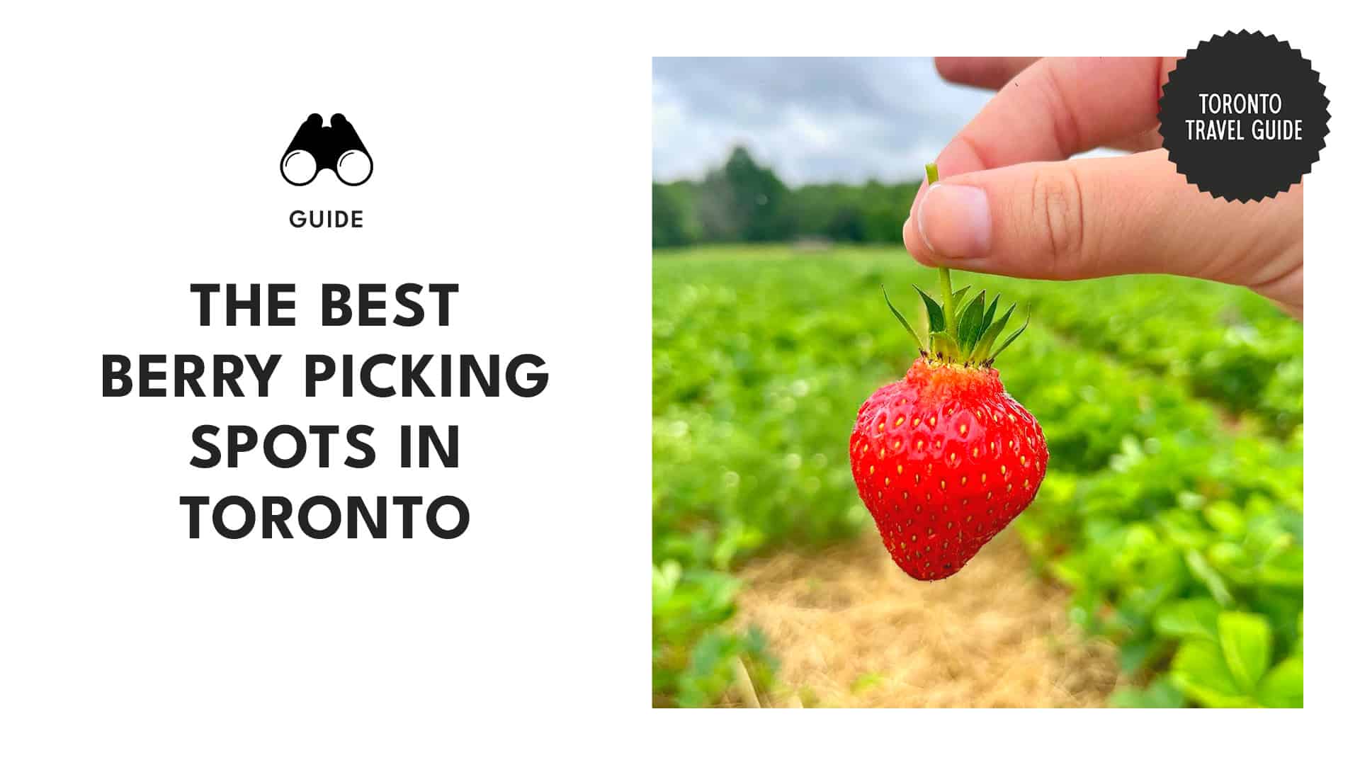 Berry Mania in the 6ix Toronto's Top Berry Picking Spots