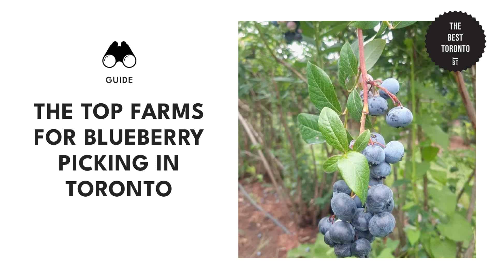 Blue Bliss in the 6ix Toronto's Top Blueberry-Picking Spots