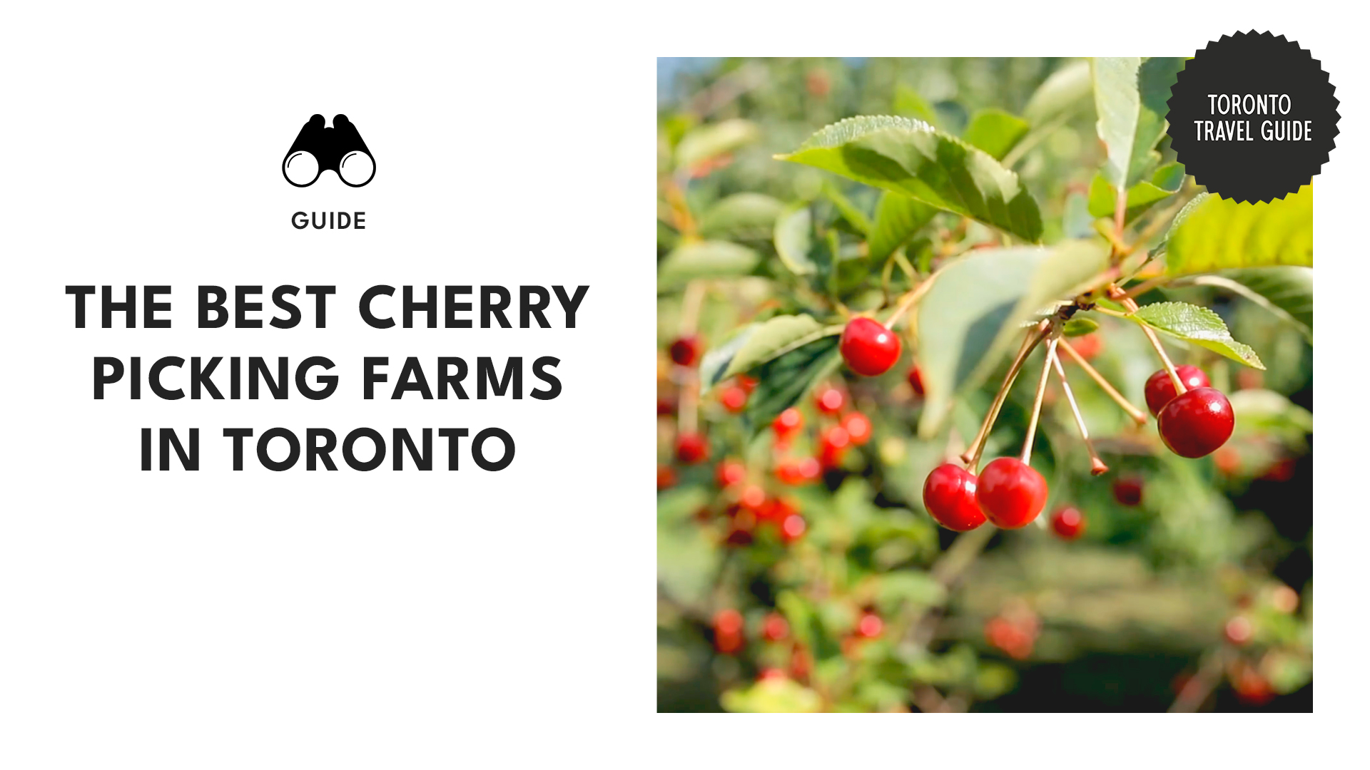 Chasing-Cherries-A-Guide-to-Cherry-Picking-in-Toronto