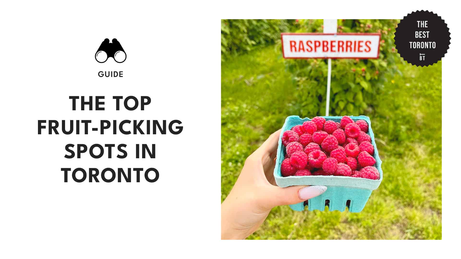 Orchard Odyssey The Top Fruit-Picking Spots near Toronto
