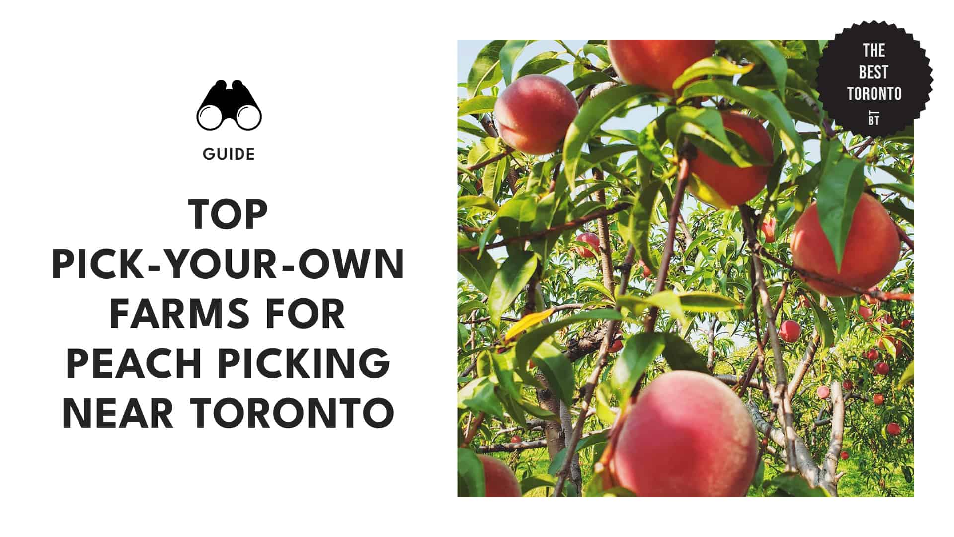 Sweet Peaches The Best Farms for Peach Picking near Toronto