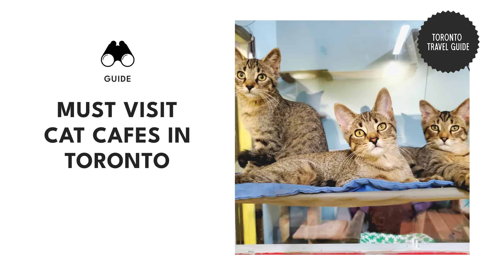 Top 4 Cat Cafes in Toronto