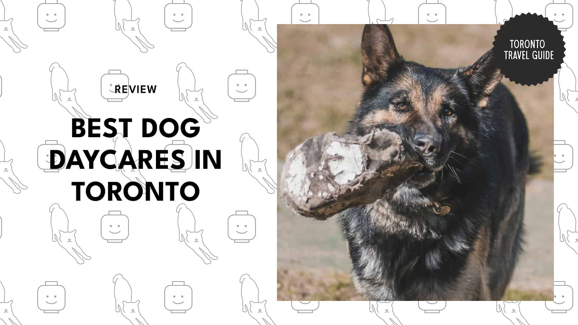 dog-daycares-in-toronto