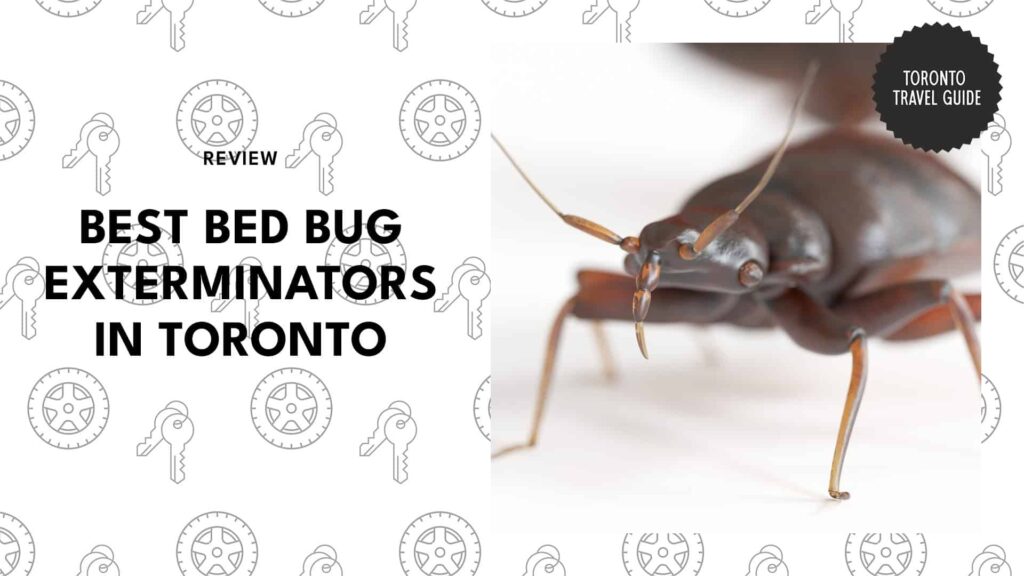 Top 6 Bed Bug Experts Restoring Good Sleep in Toronto [2026 ]